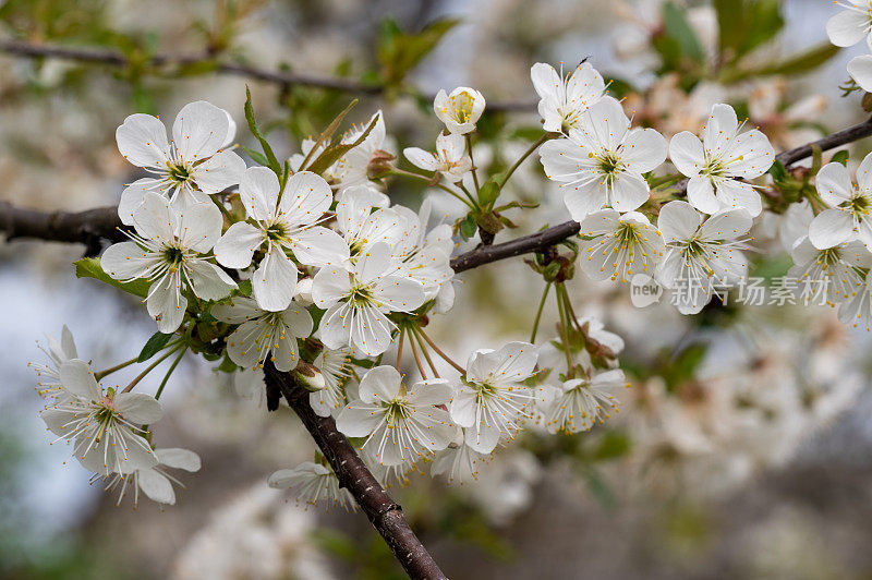 酸樱桃(Prunus cerasus)树在花园里开花